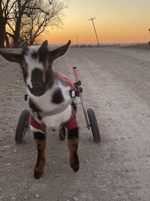 Ruby Slipper Goat Rescue