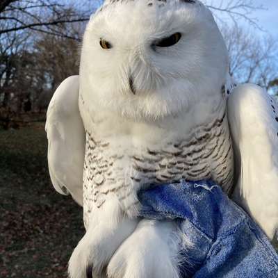 Snowy owl killed by rat poison.