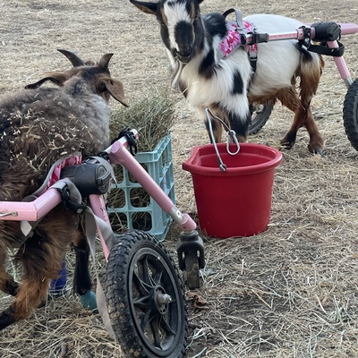 Patrick and Andy. Both are paralyzed from injury. Andy was rescued from St. Louis in 2022.