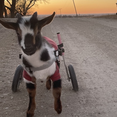 Patrick-paralyzed as a newborn after being injured by a pig at a farm in southern Missouri.