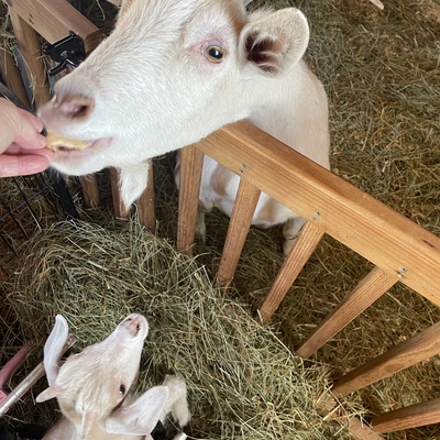 Holly with new rescued baby goat, Mateo. Mateo is also completely paralyzed from injury.
