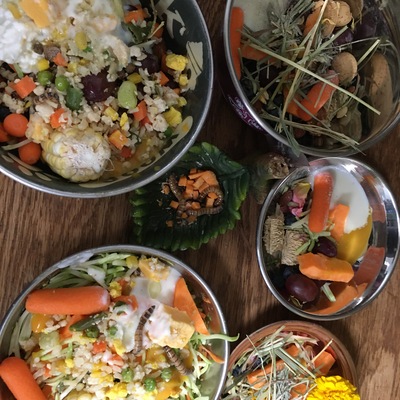 Every species has a specific diet plan