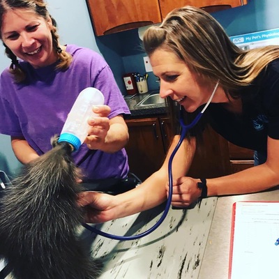 How do you give a porcupine a checkup? Very carefully!