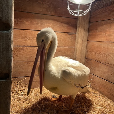 Overwintering injured pelicans