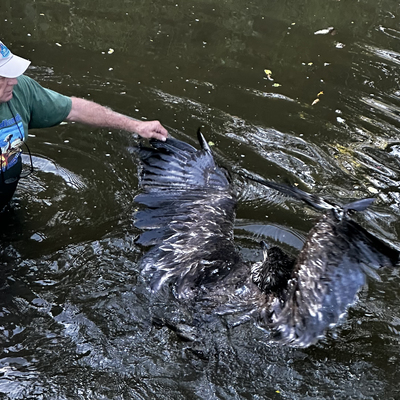 Wendell and eagle rescue
