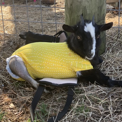 Dorothy-Born with genetic deformities in all of her legs. She had major surgery at K-State in 2020.