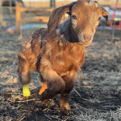 Rose-rescued January 2025. Born missing her back lower legs she was going to be thrown to dogs.
