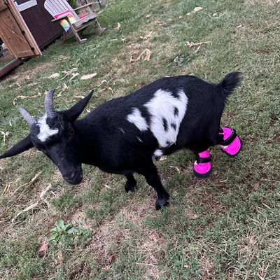 Pixie received two custom made prosthetic back legs from the funds raised in 2023.
