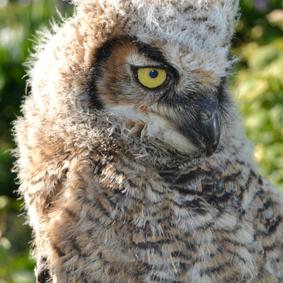 ARC Wild has become experts at rehoming birds.