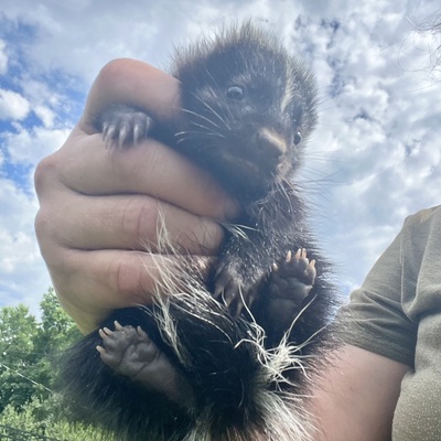 Baby skunks