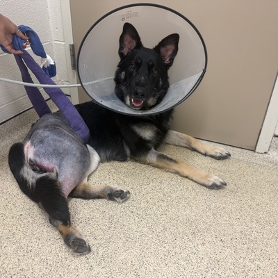 Fendi recently came to BCHS after a freak accident which resulted in a broken leg but is healing now