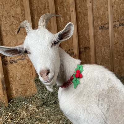 Holly was rescued after being run over by a car and left for four months.