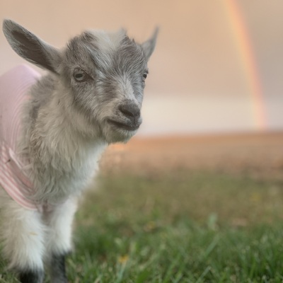Pearl came to the rescue from Indianapolis. She had an illness that she could not survive.