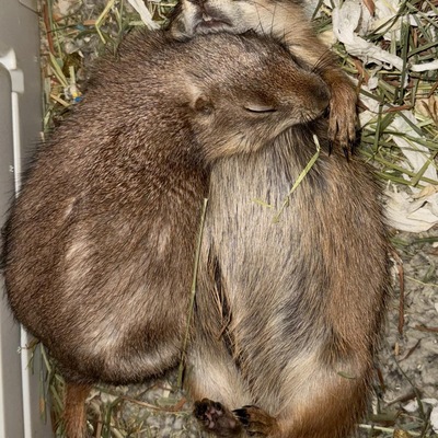 Groundhogs living their best life.
