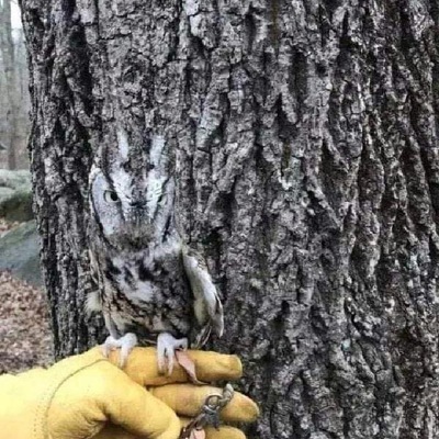 Can you see whoo is there.