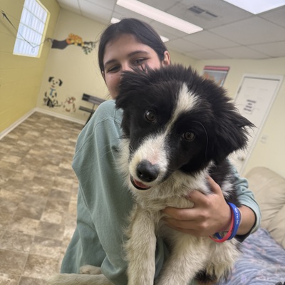 Zephyr was rescued by Ava after being left on a rural gravel road a mile from BCHS.