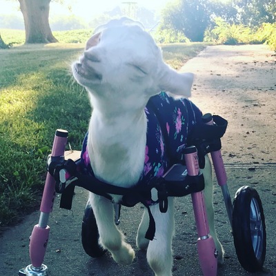 Maddie-Paralyzed by a donkey as a newborn at a farm in Missouri.