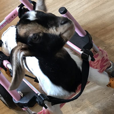 Molly was brought to the rescue from a local farm. She was born with neurological issues.