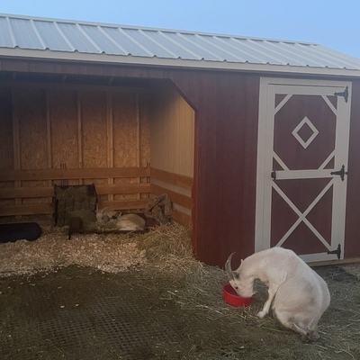 The 2022 donations went toward this new shelter and pen for Holly and Mateo.