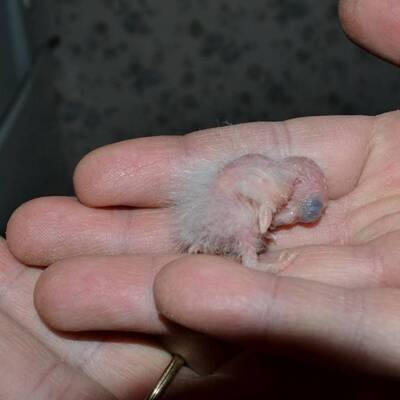 We save some of the tiniest things.
