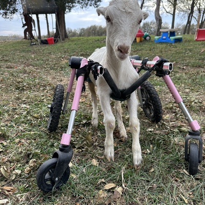 Betty was rescued in 2023 near Hiawatha. She was very sick, injured and unable to walk.