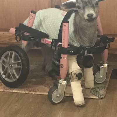 Mona-she was severely injured and neglected at a farm in northeast Kansas .