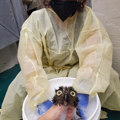 Oil covered wildlife required specialized care