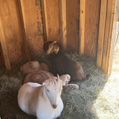 Poppy and Betty. Betty has a mass in her right femur. She gets two medications daily.