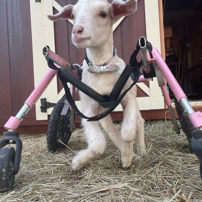 Mateo was rescued from Augusta, Kansas and is paralyzed.