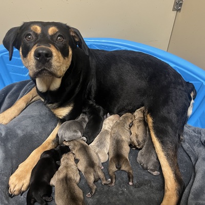 Cookie and her 10 pups will be available for adoption in 5-6 weeks