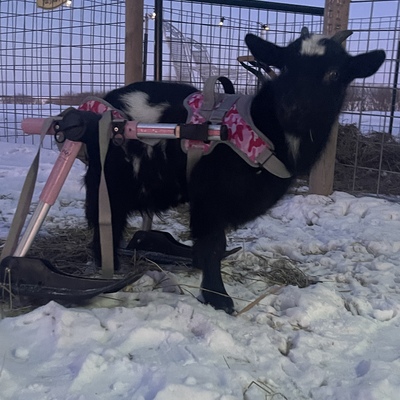 Pixie was rescued in 2022 after her back legs were eaten off by rats.